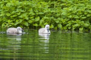 Swan family in nature reserve lake photo