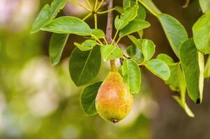 a delicious juicy pear on a tree in the seasonal garden photo