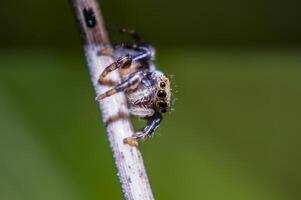 little insect on green plant in the beautiful nature photo