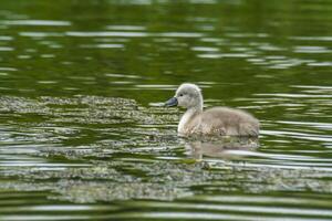 cisne familia en naturaleza reserva lago foto