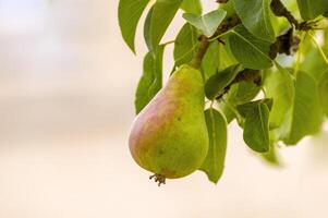 a delicious juicy pear on a tree in the seasonal garden photo