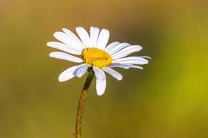 un hermosa vistoso flor con un suave antecedentes foto