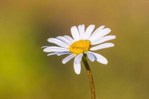 un hermosa vistoso flor con un suave antecedentes foto