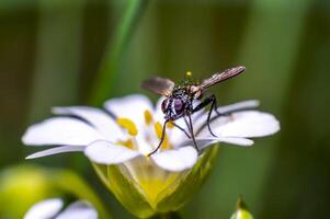 little insect on green plant in the beautiful nature photo