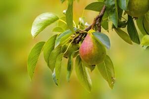 a delicious juicy pear on a tree in the seasonal garden photo