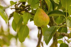 a delicious juicy pear on a tree in the seasonal garden photo