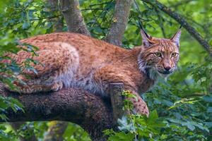 un salvaje lince es ocultación en el bosque foto