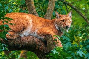 uno hermoso lince se esconde en vistoso primavera bosque foto