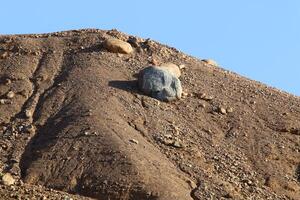 timna montaña rango en Eilat en del Sur Israel. foto