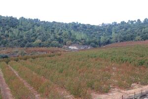 Landscape in the mountains in northern Israel. photo