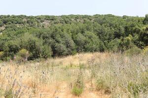 paisaje en las montañas del norte de israel. foto