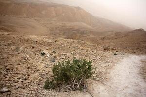 The Negev is a desert in the Middle East, located in Israel and occupying about 60 of its territory. photo