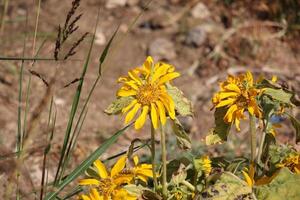 girasoles crecer en un colectivo granja campo en del Norte Israel. foto