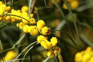 Mimosa blooms on the side of the road in a city park. photo
