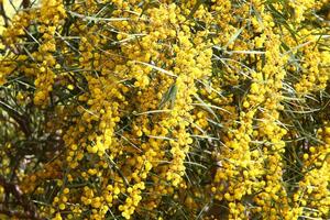 mimosa floraciones en el lado de el la carretera en un ciudad parque. foto