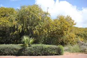 mimosa floraciones en el lado de el la carretera en un ciudad parque. foto