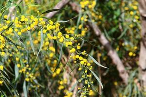 Mimosa blooms on the side of the road in a city park. photo