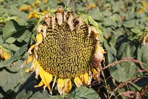 Sunflowers grow on a collective farm field in northern Israel. photo