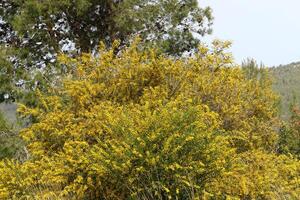 Mimosa blooms on the side of the road in a city park. photo