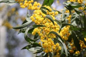 mimosa floraciones en el lado de el la carretera en un ciudad parque. foto