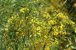 mimosa floraciones en el lado de el la carretera en un ciudad parque. foto