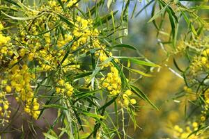 Mimosa blooms on the side of the road in a city park. photo