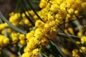 Mimosa blooms on the side of the road in a city park. photo