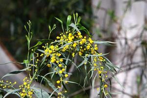 Mimosa blooms on the side of the road in a city park. photo