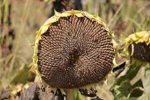 Sunflowers grow on a collective farm field in northern Israel. photo