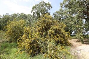 mimosa floraciones en el lado de el la carretera en un ciudad parque. foto