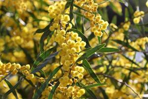 mimosa floraciones en el lado de el la carretera en un ciudad parque. foto