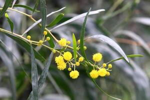 mimosa floraciones en el lado de el la carretera en un ciudad parque. foto