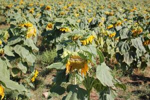 girasoles crecer en un colectivo granja campo en del Norte Israel. foto