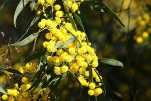 mimosa floraciones en el lado de el la carretera en un ciudad parque. foto