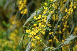 mimosa floraciones en el lado de el la carretera en un ciudad parque. foto