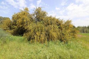 Mimosa blooms on the side of the road in a city park. photo