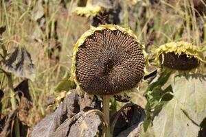 girasoles crecer en un colectivo granja campo en del Norte Israel. foto