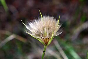 Dandelion growing in a forest clearing in northern Israel. photo