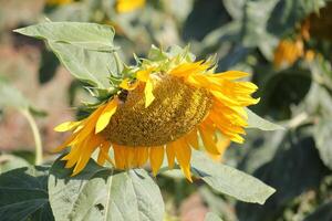 girasoles crecer en un colectivo granja campo en del Norte Israel. foto