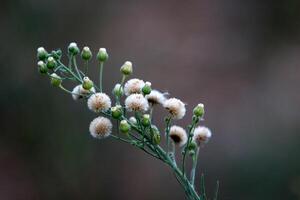 Dandelion growing in a forest clearing in northern Israel. photo