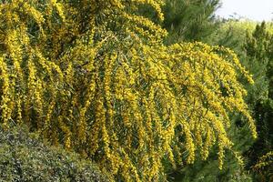 mimosa floraciones en el lado de el la carretera en un ciudad parque. foto