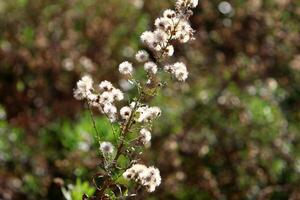 diente de león creciente en un bosque claro en del Norte Israel. foto