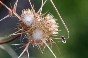 Dandelion growing in a forest clearing in northern Israel. photo