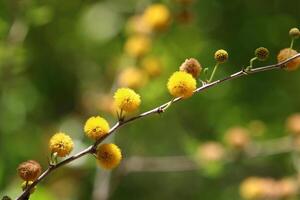 Mimosa blooms on the side of the road in a city park. photo