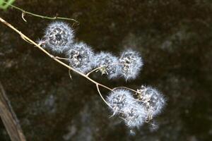 Dandelion growing in a forest clearing in northern Israel. photo