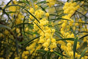 mimosa floraciones en el lado de el la carretera en un ciudad parque. foto