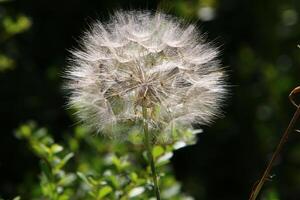 diente de león creciente en un bosque claro en del Norte Israel. foto