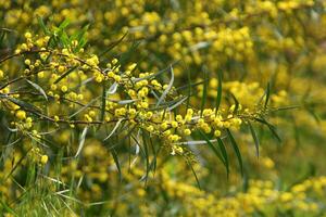 Mimosa blooms on the side of the road in a city park. photo
