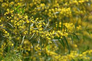 mimosa floraciones en el lado de el la carretera en un ciudad parque. foto