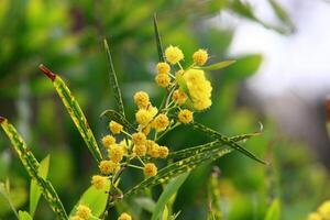 Mimosa blooms on the side of the road in a city park. photo